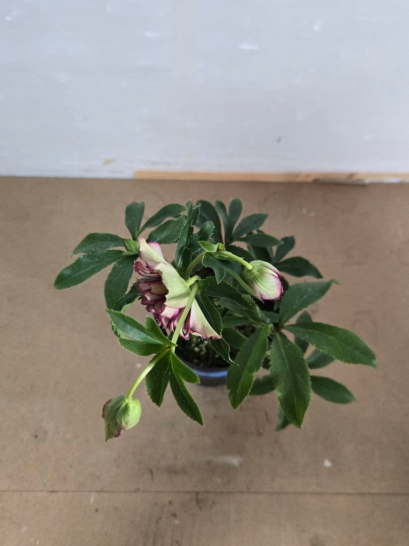 ☆クリスマスローズ☆超多弁　変わり咲き☆4.5号ポット☆希少☆