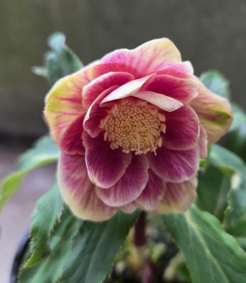 まい様お取り置き専用 クリスマスローズ 広瀬園芸【ソレイユ】開花株　認定