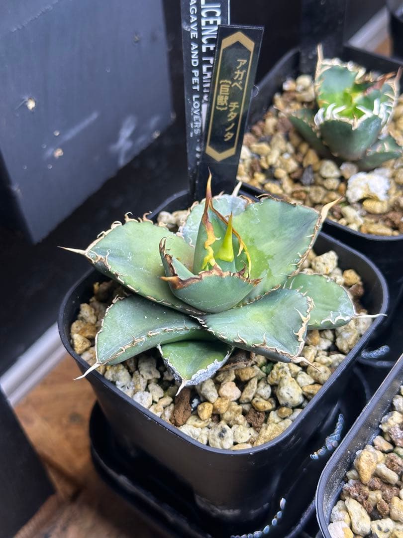 アガベ　チタノタ　巨獣　トニー血統　子株