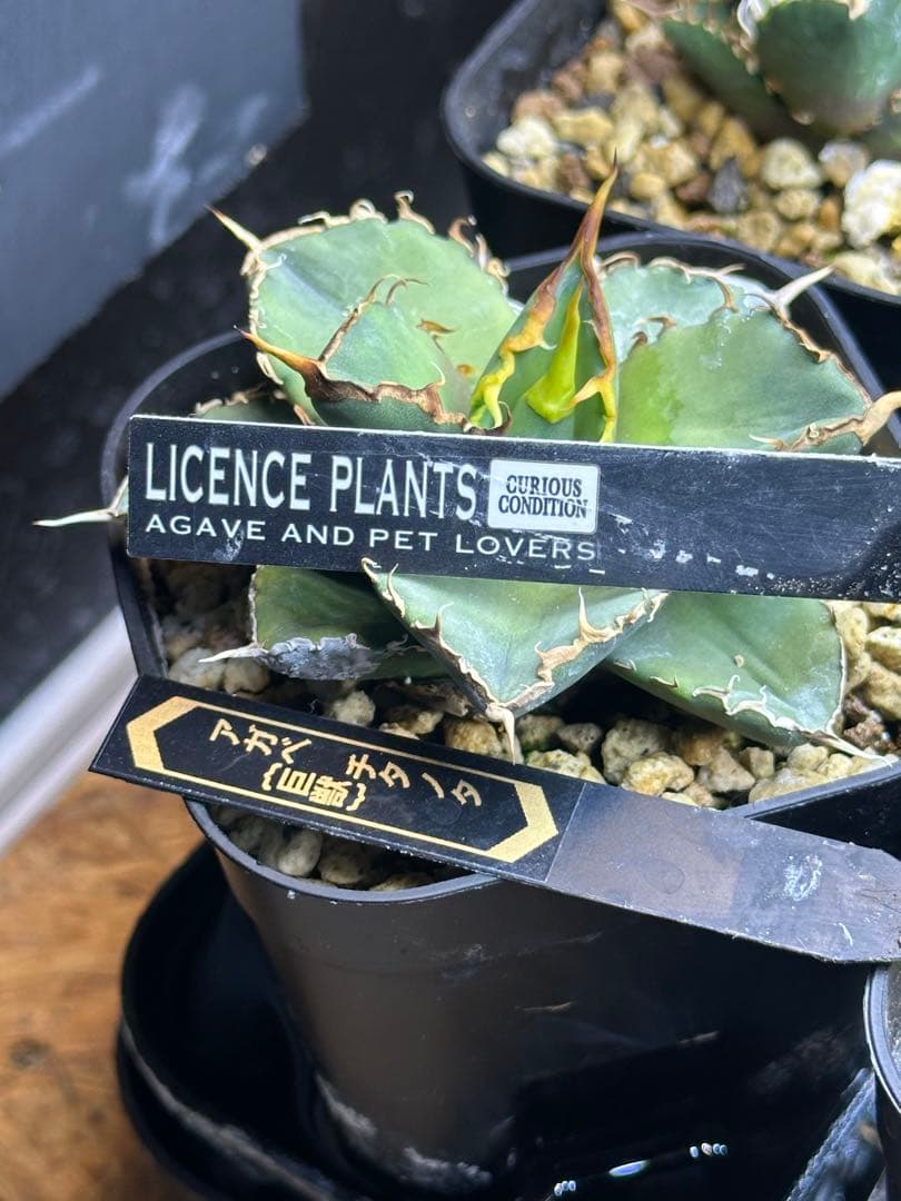 アガベ　チタノタ　巨獣　トニー血統　子株