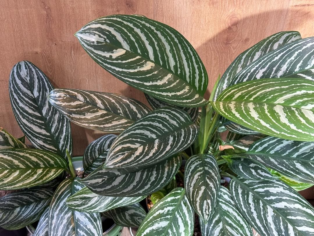 アグラオネマ 二ティドゥーム カーティシー 管理番号0046