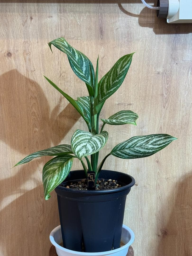 アグラオネマ 二ティドゥーム カーティシー 管理番号0046