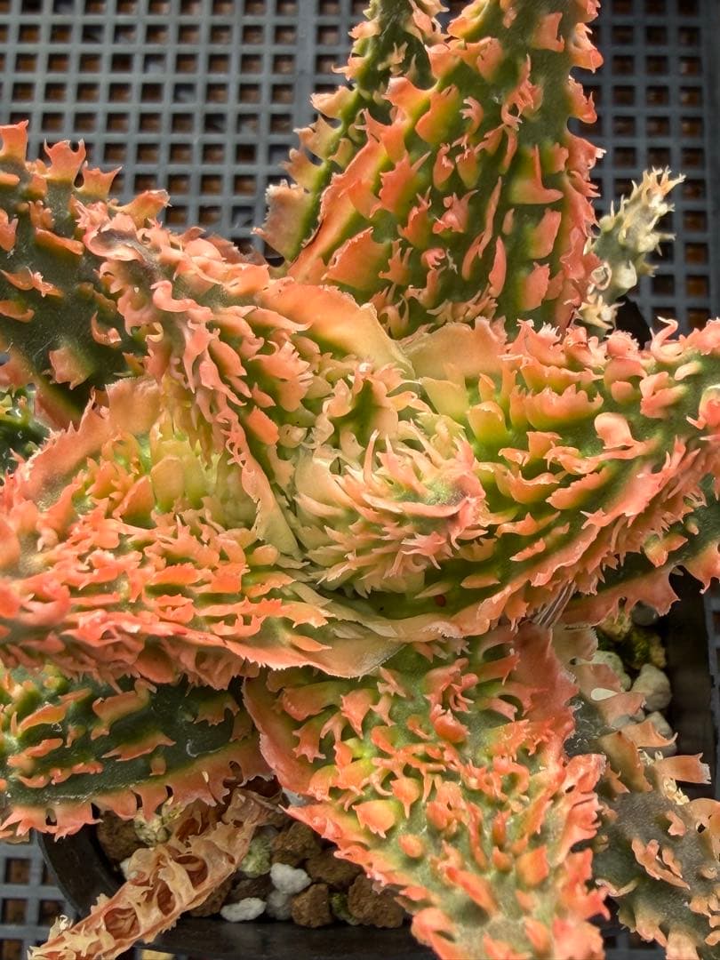 アロエ　ハイブリッド　Aloe hybrid 第四種　Newyear-1