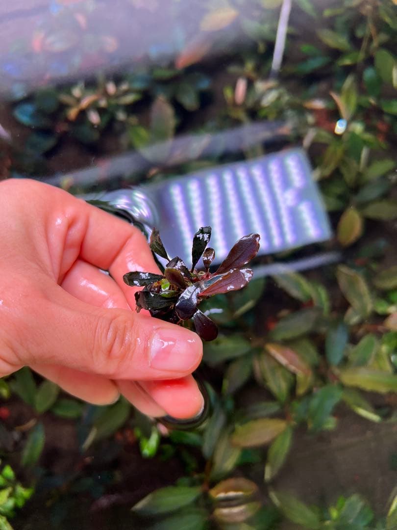 ブセファランドラspゴーストカリマンタン