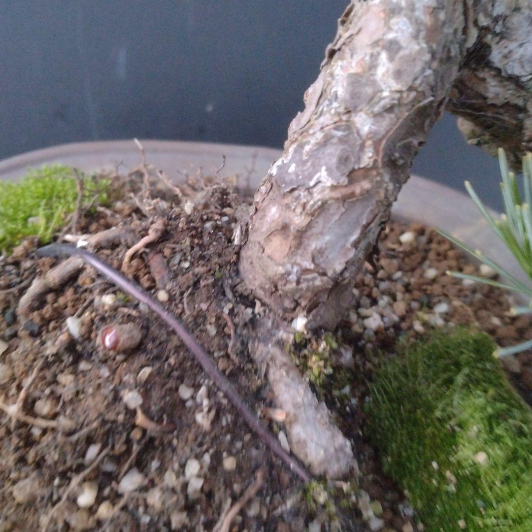 銀八房五葉松盆栽、半懸崖盆栽