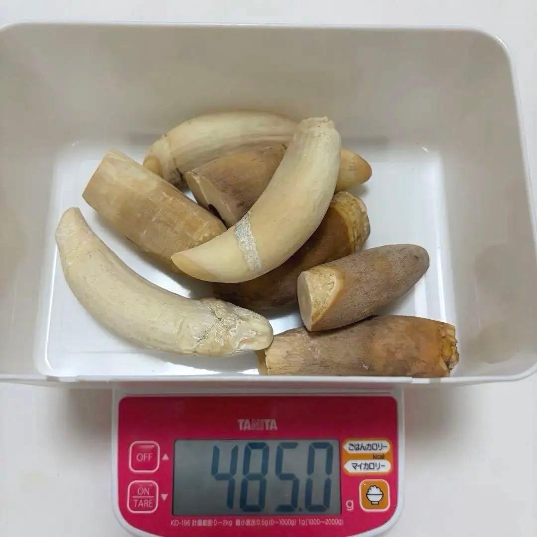【希少】マッコウクジラ　歯　485g 8本　鯨