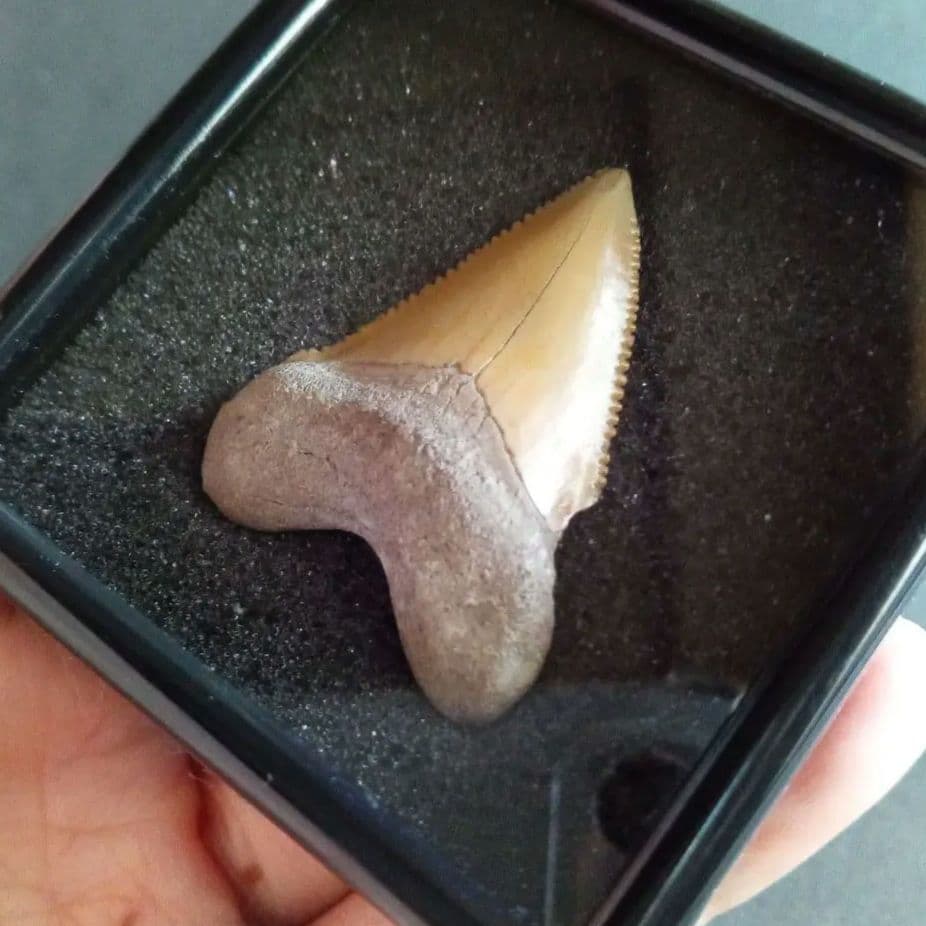 サメの歯化石　メガロドンの祖先種　希少種　カルカロクレス・チュブテンシス