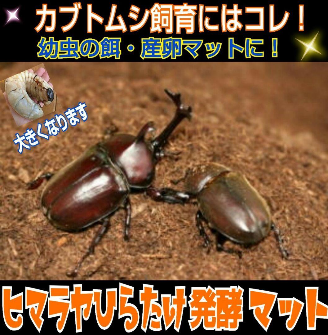 80リットル☆ヒマラヤひらたけ発酵カブトムシマット　幼虫が巨大化します！栄養抜群