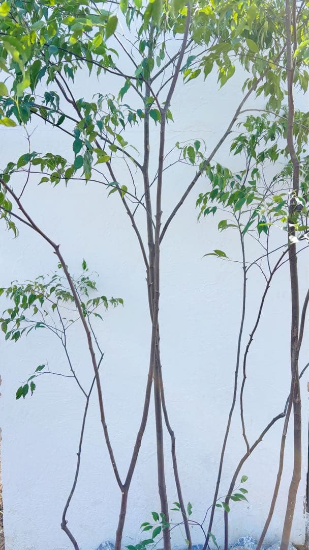 特大。山採りハイノキ株立ち3.1M(鉢底から)