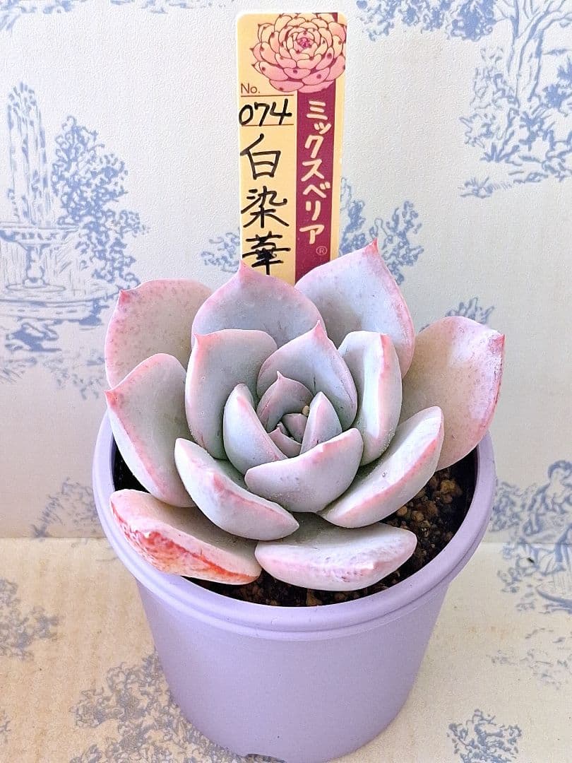 白染華　札付きポットごとメルカリ便おらいさん苗ミックスベリア