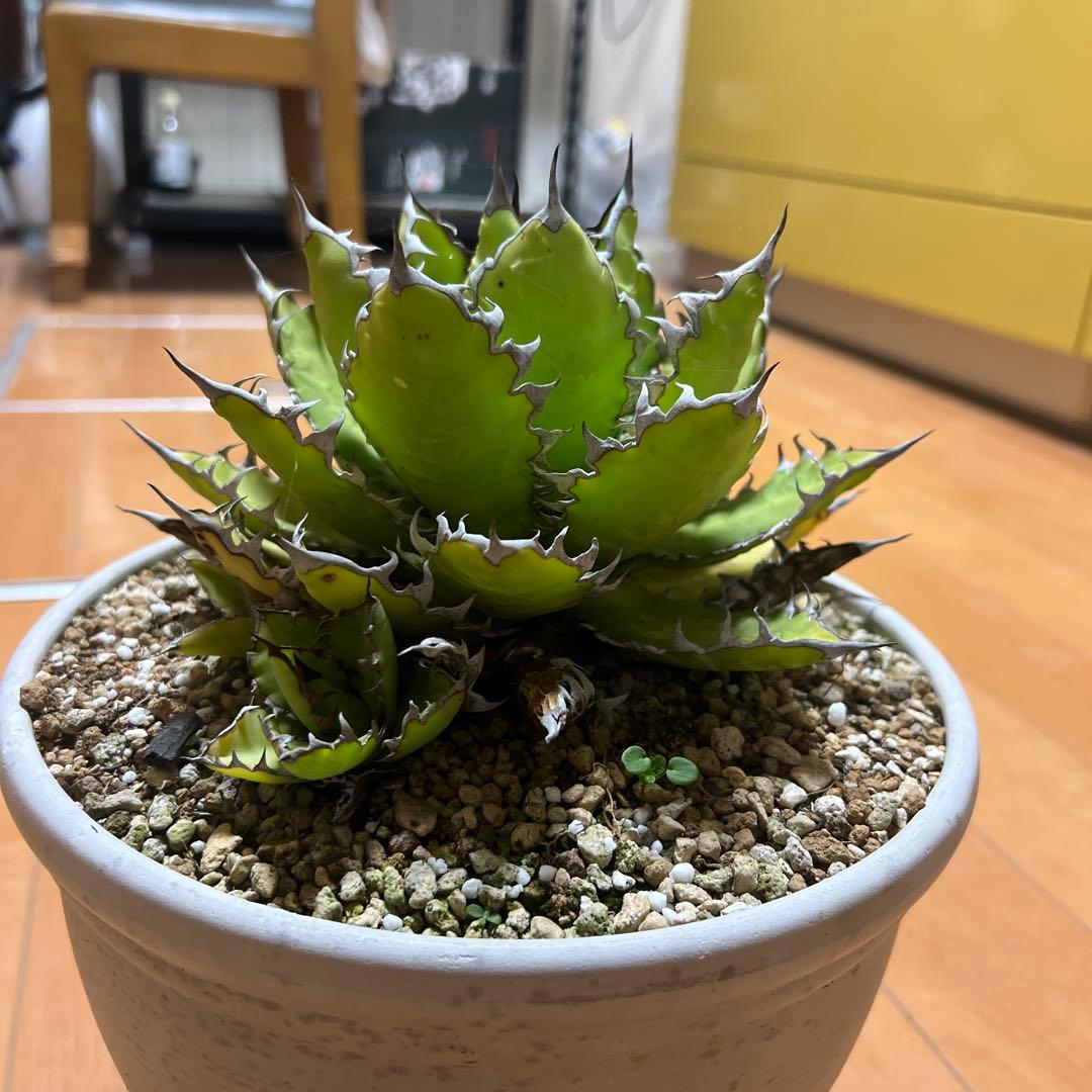 アガベ ホリダ19-20cm‼️子株二つ付き‼️おすすめ‼️