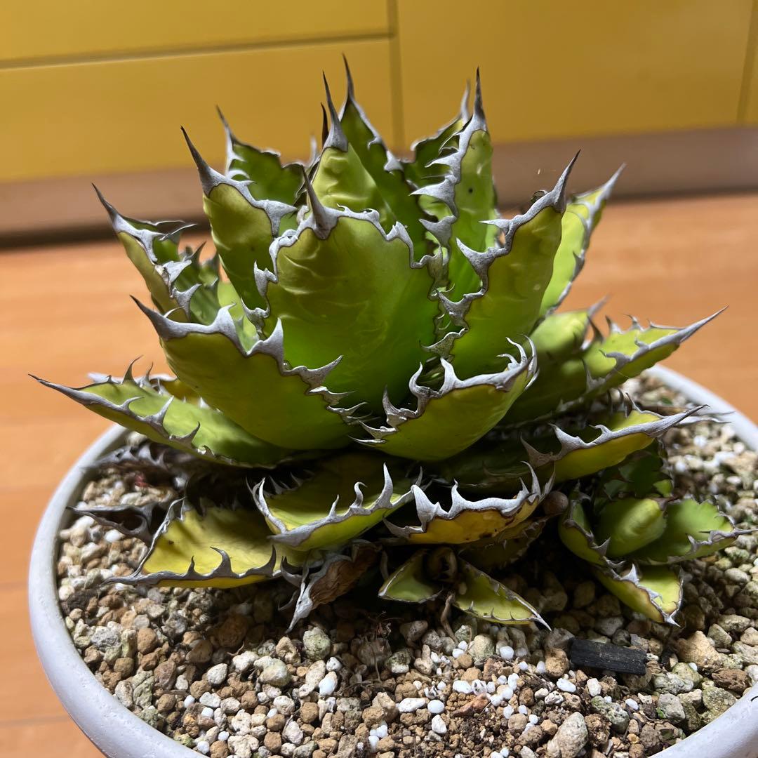 アガベ ホリダ19-20cm‼️子株二つ付き‼️おすすめ‼️