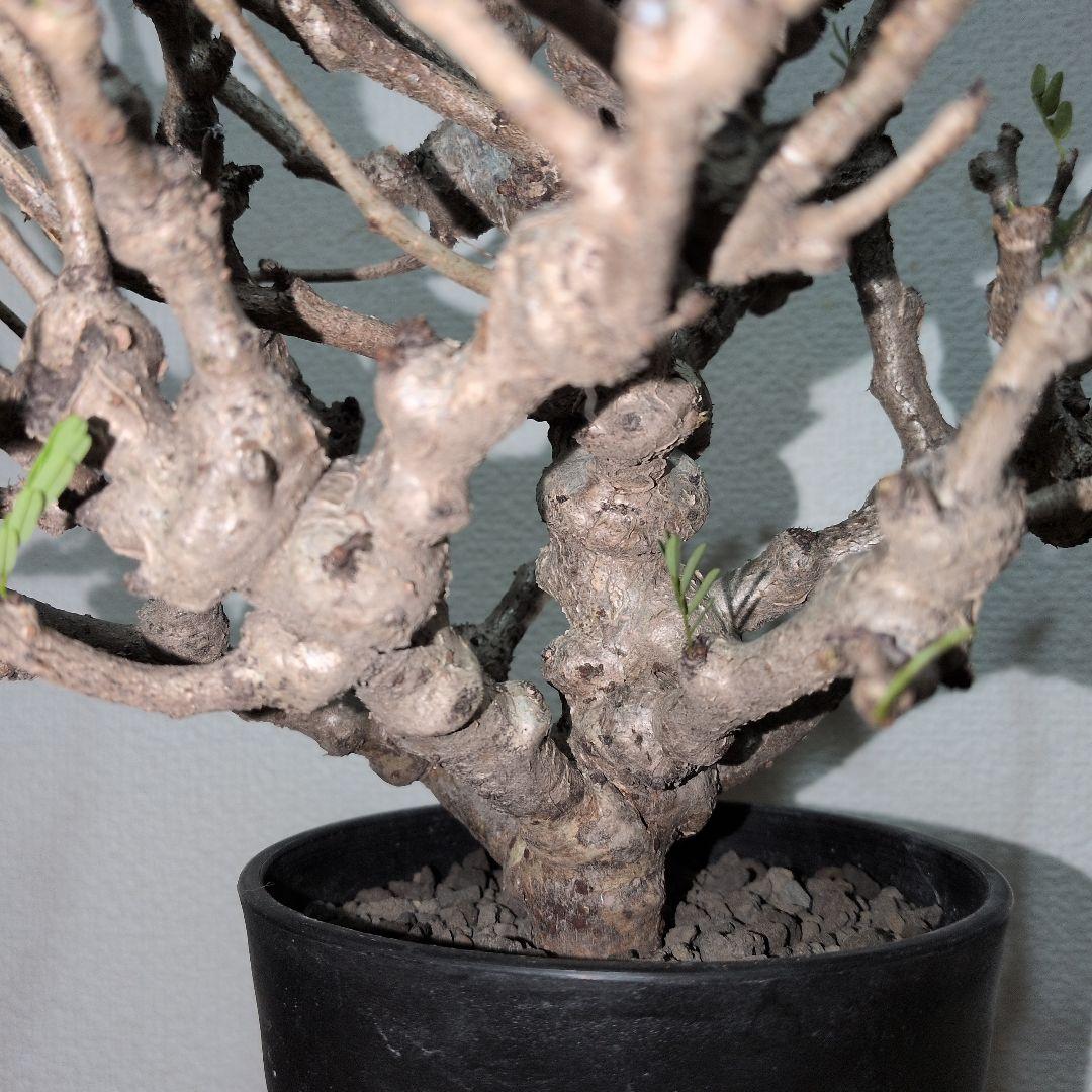 センナ　メリディオナリス　実生株 大株　ボコボコ肌良型タイプ（鉢付き)