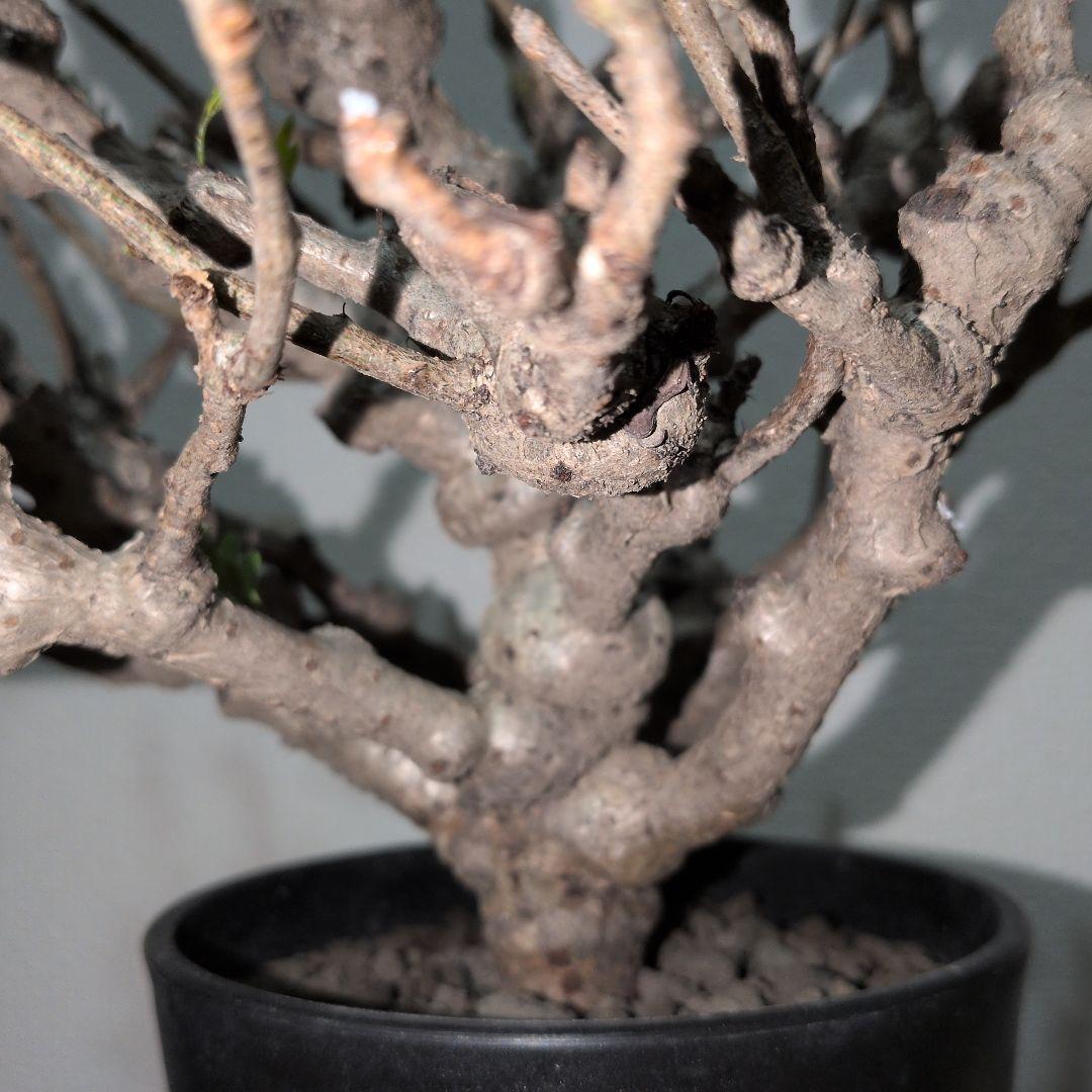 センナ　メリディオナリス　実生株 大株　ボコボコ肌良型タイプ（鉢付き)