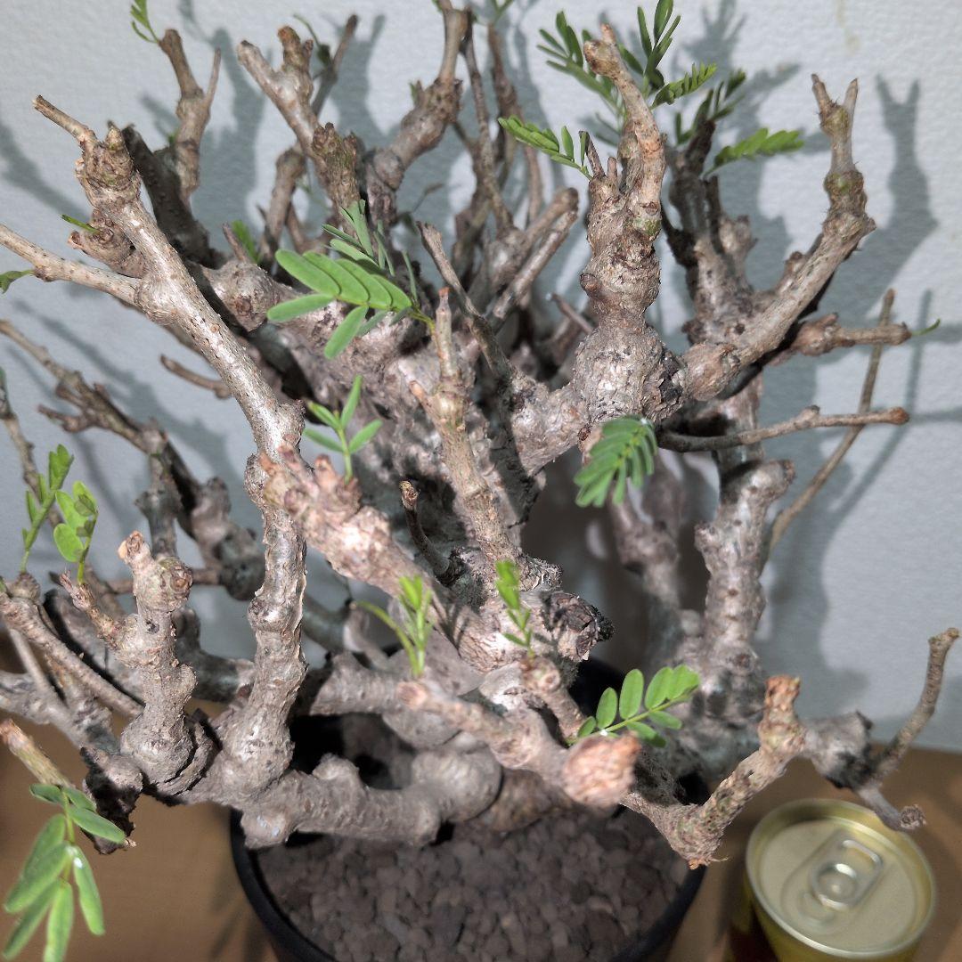 センナ　メリディオナリス　実生株 大株　ボコボコ肌良型タイプ（鉢付き)