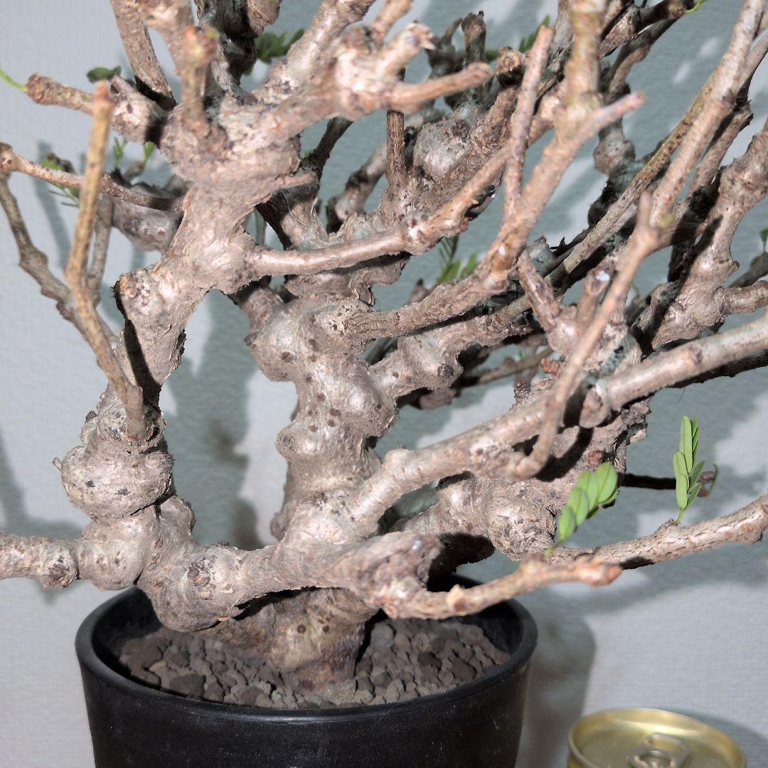 センナ　メリディオナリス　実生株 大株　ボコボコ肌良型タイプ（鉢付き)