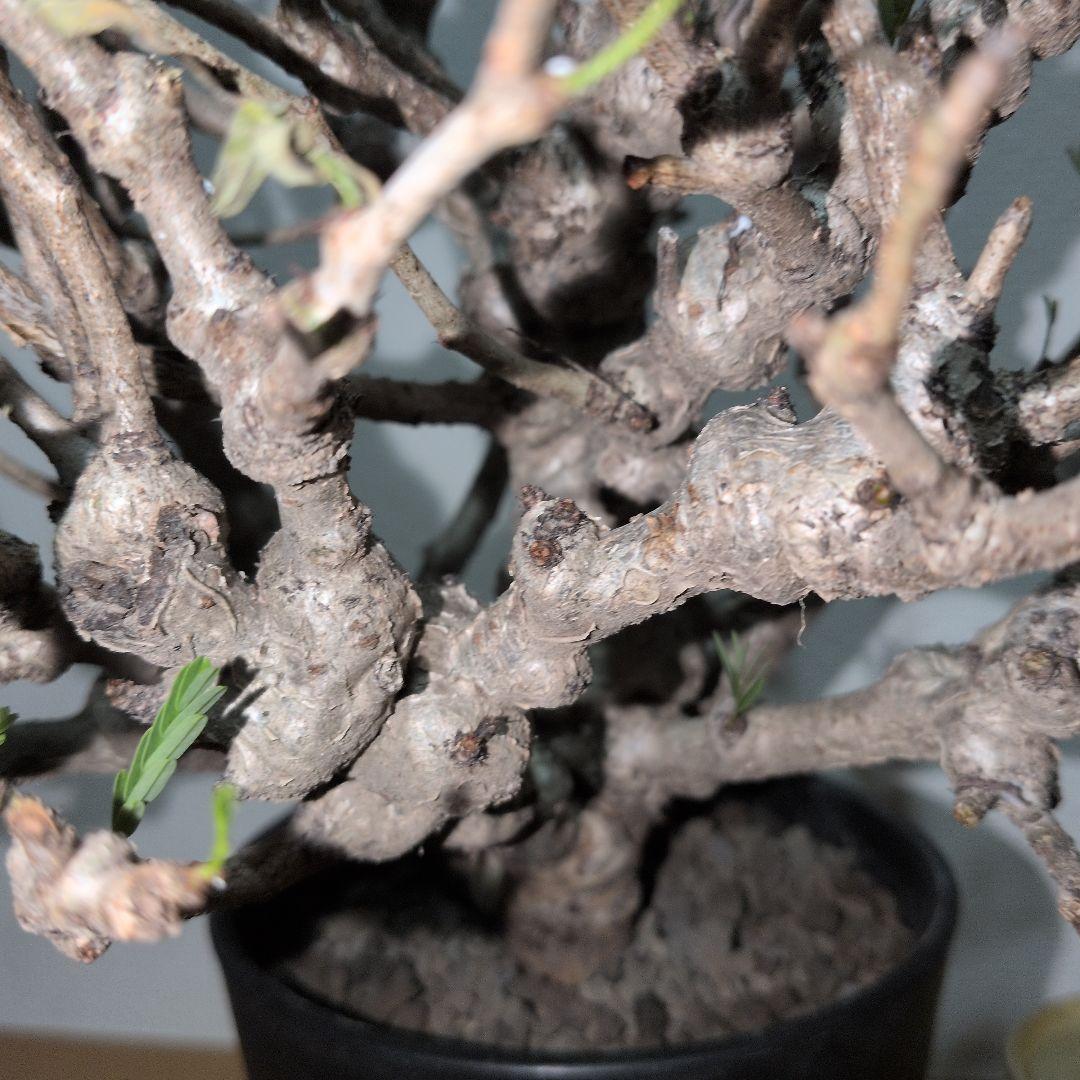 センナ　メリディオナリス　実生株 大株　ボコボコ肌良型タイプ（鉢付き)