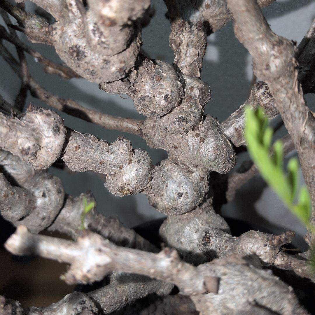 センナ　メリディオナリス　実生株 大株　ボコボコ肌良型タイプ（鉢付き)