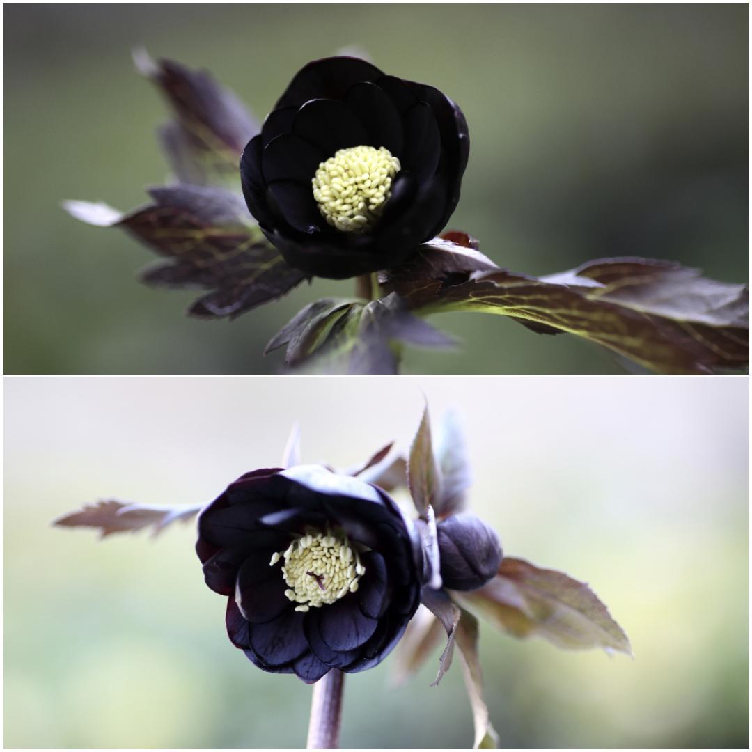 花菜「歳末セール」クリスマスローズ 小苗 SDホワイト×段咲ピンク