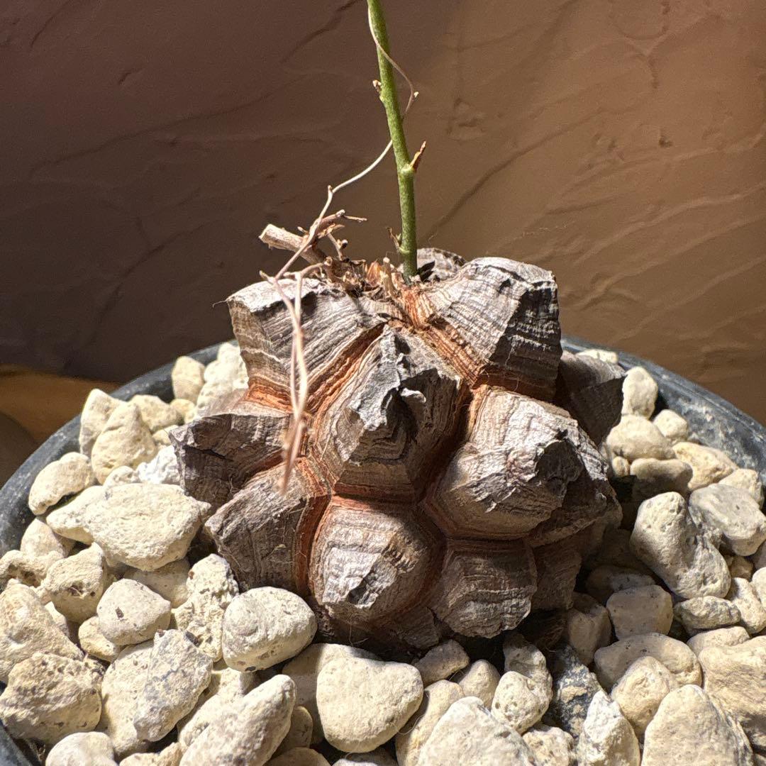 たく おまとめ4株 亀甲竜