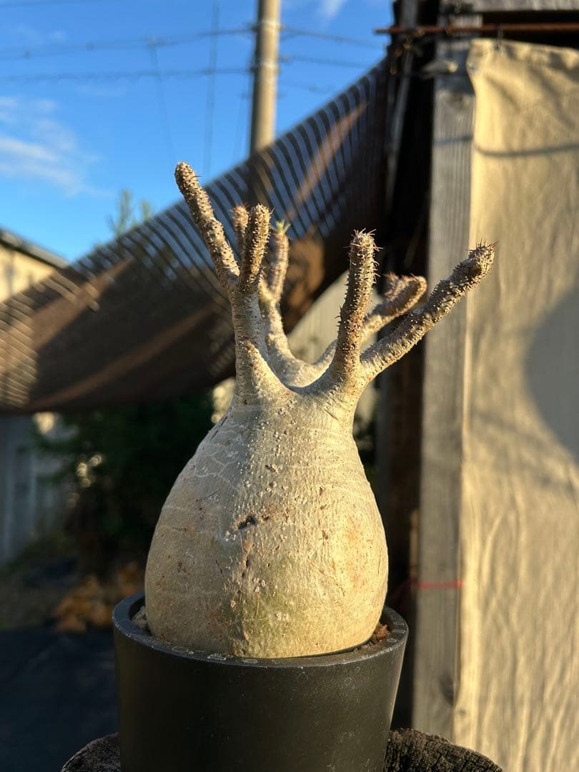 パキポディウム　グラキリス　発根済