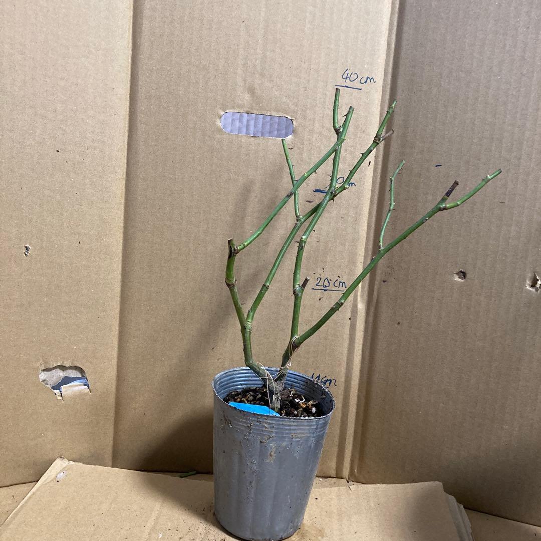 バラ苗　切りバラ苗. B♡ssie