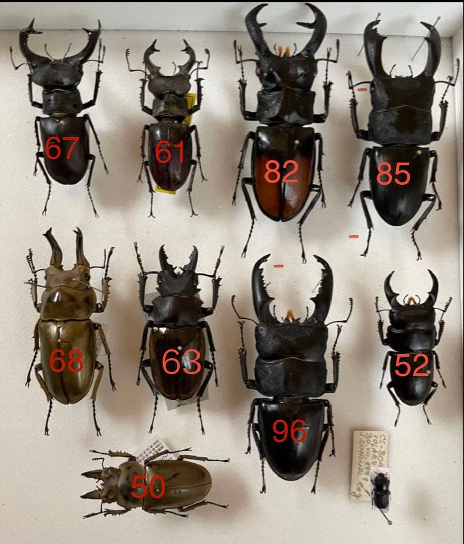 クワガタセット