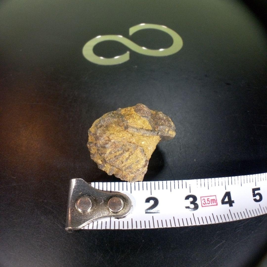 三葉虫　化石　fossil　ボリビア産　trilobite　Bolivia化石⑥