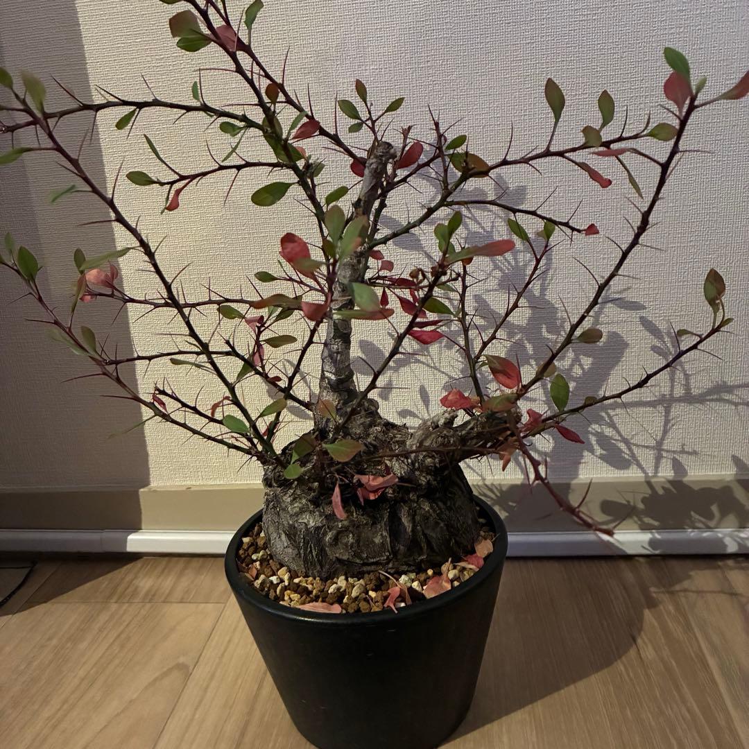 フォークイエリア