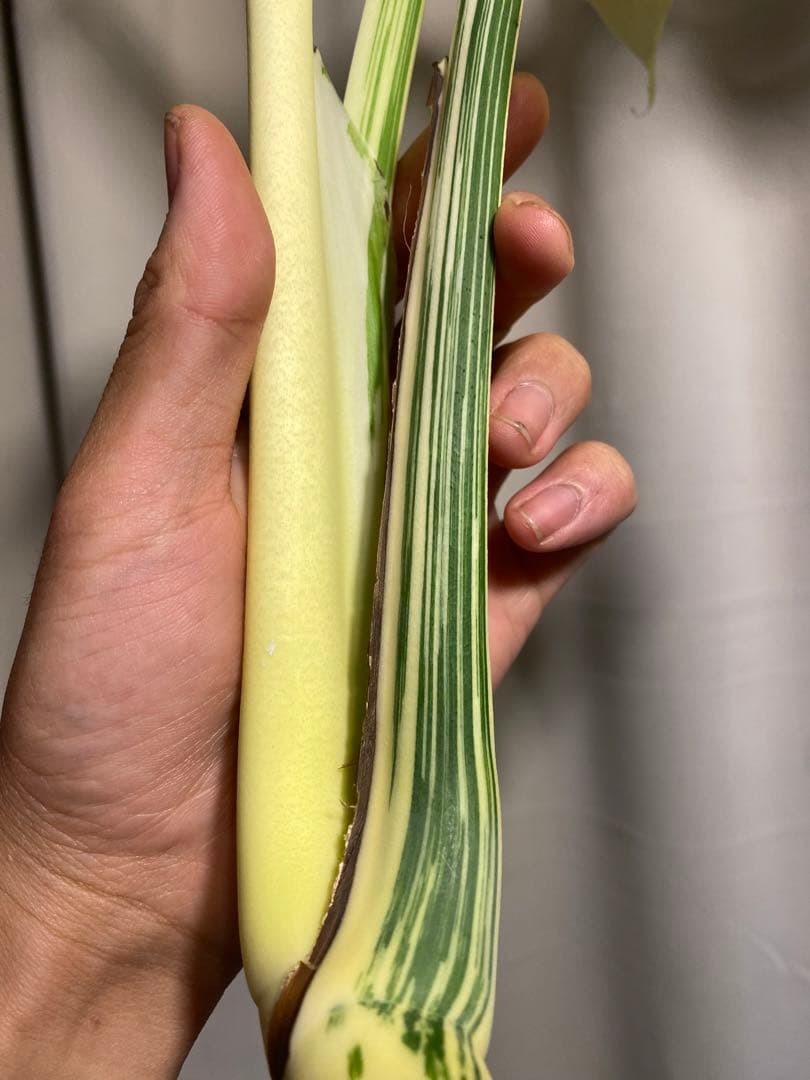 b*r様 Monstera deliciosa 'White Tears'白斑
