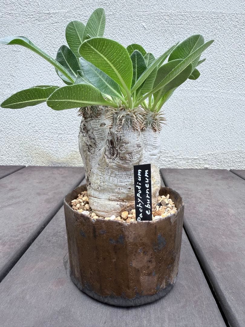 25/8/9出品 パキポディウムエブレネウム(現地球)雷土(鉢込み)