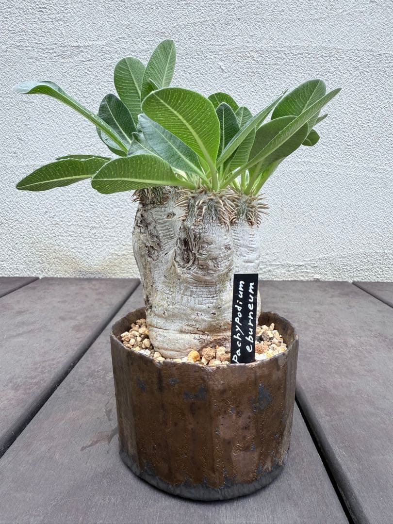 25/8/9出品 パキポディウムエブレネウム(現地球)雷土(鉢込み)