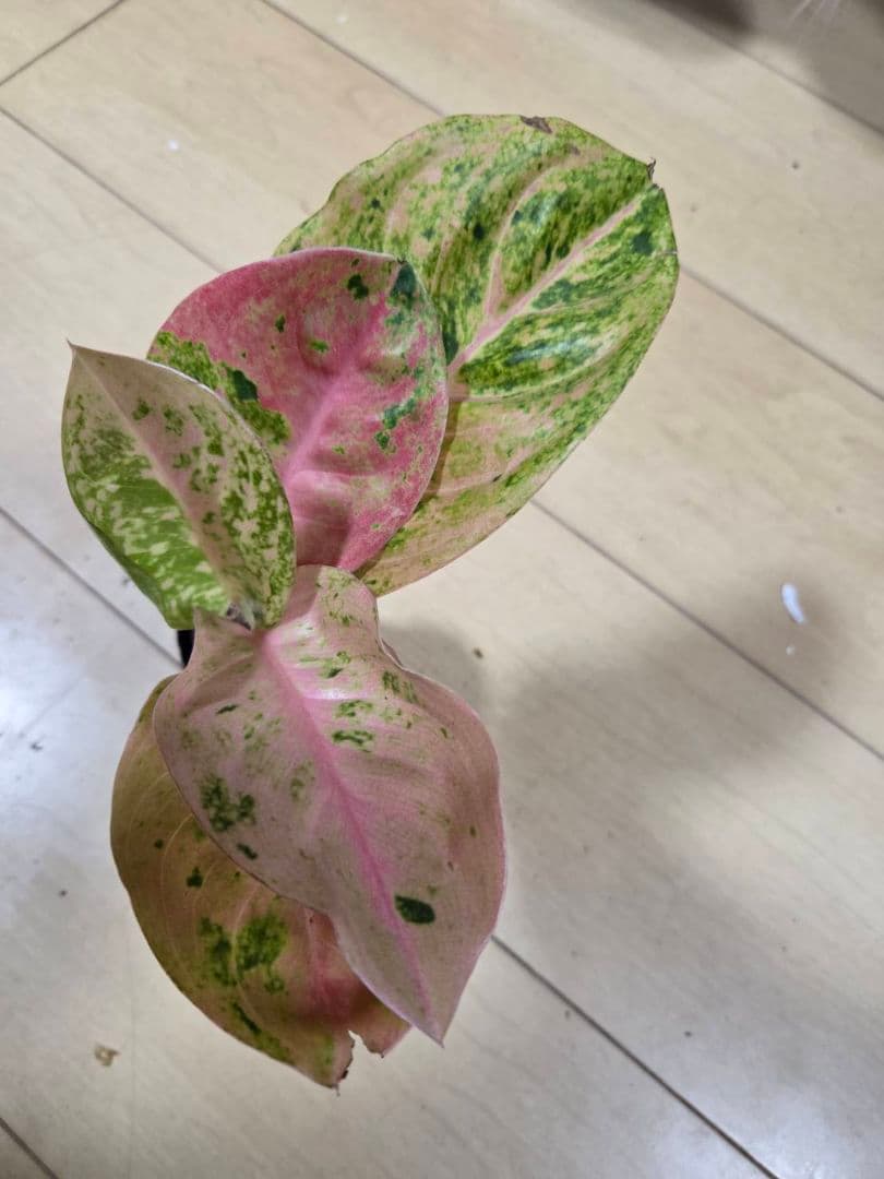 セール　アグラオネマ　エメラルド　ピンクローズ　観葉植物