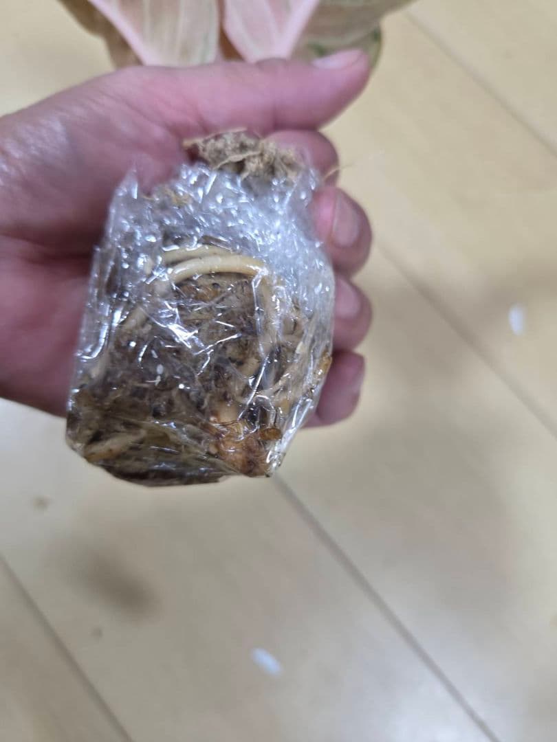 セール　アグラオネマ　エメラルド　ピンクローズ　観葉植物