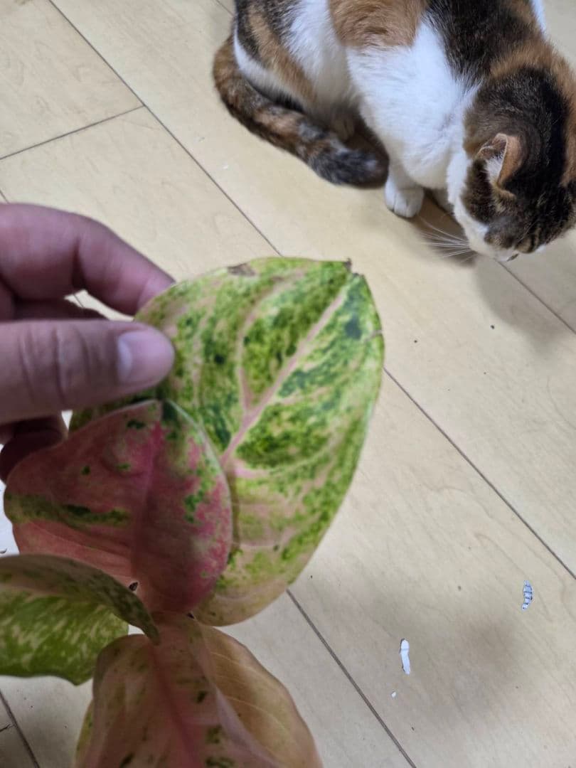 セール　アグラオネマ　エメラルド　ピンクローズ　観葉植物