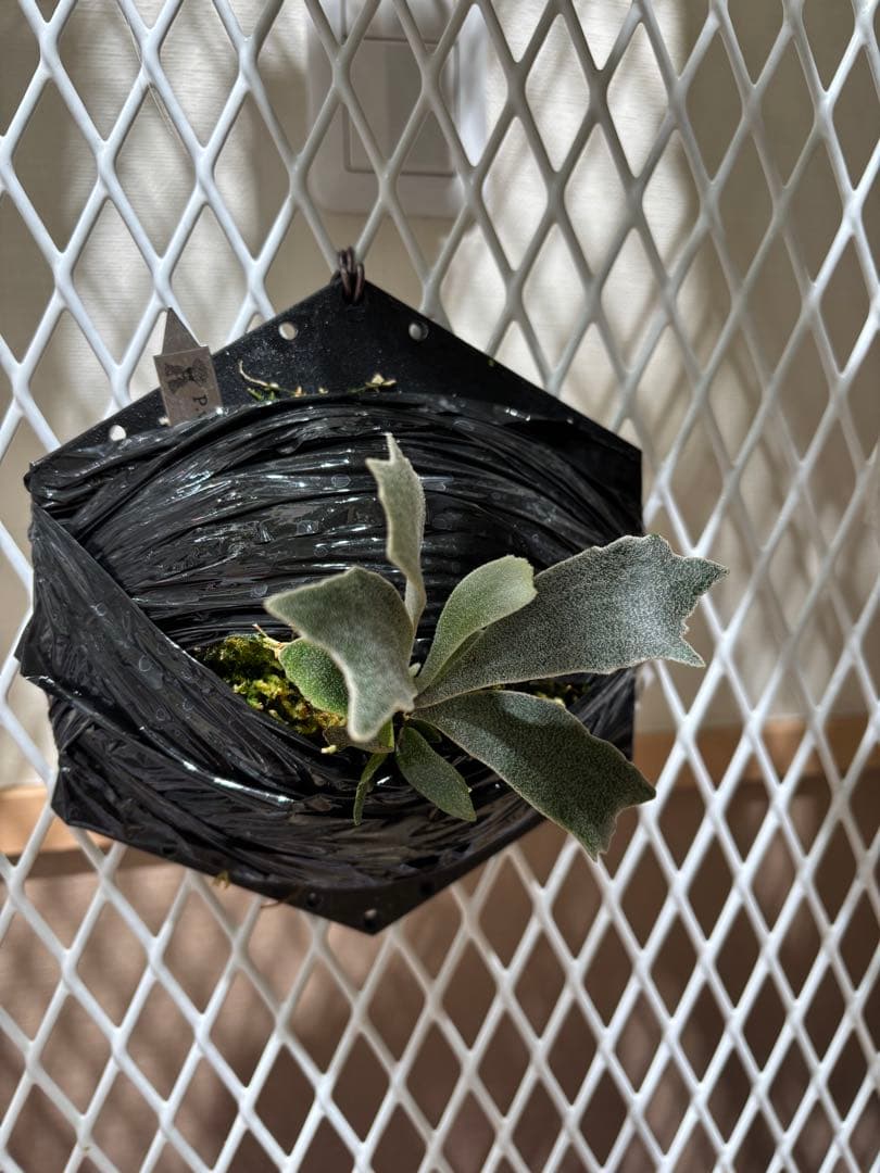 P.willinckii spur シュプール　オリジナルクローン