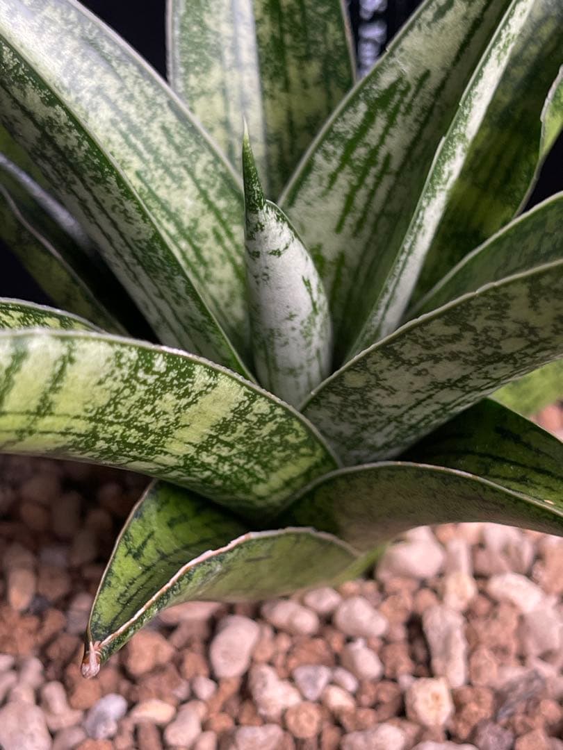 EMP サンセベリア Yard Pi Rune / SA389