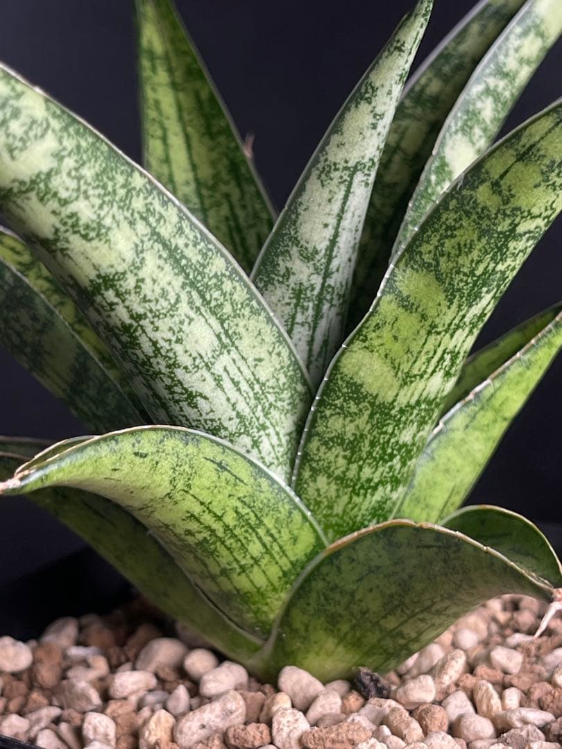 EMP サンセベリア Yard Pi Rune / SA389