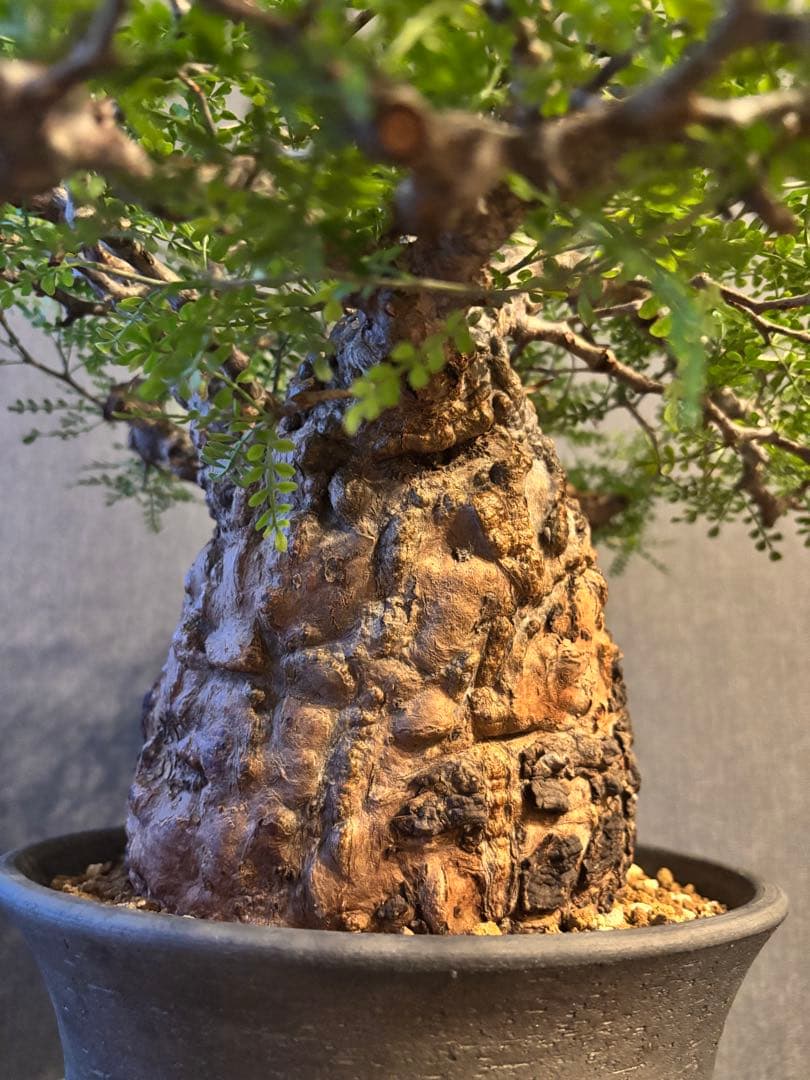 これが最後の値引 御神木 超特大 パキプス 現地株　発根済 三州みやび鉢 現地球