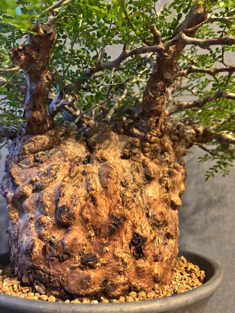 これが最後の値引 御神木 超特大 パキプス 現地株　発根済 三州みやび鉢 現地球