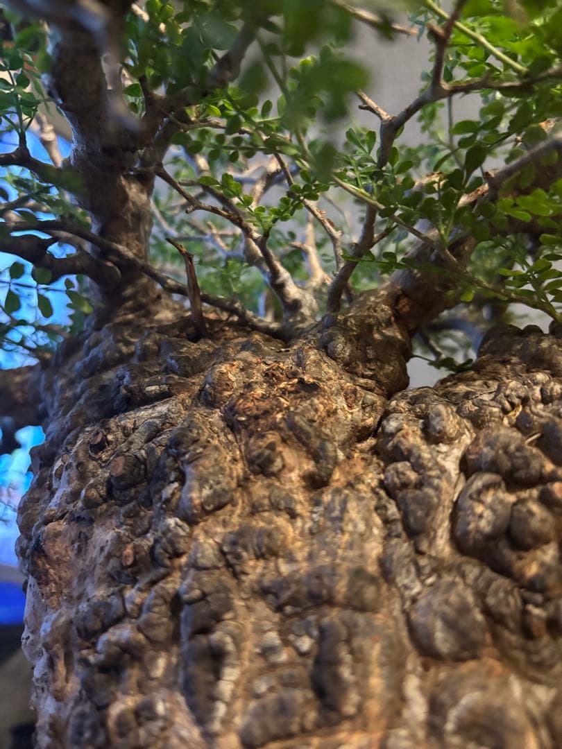 これが最後の値引 御神木 超特大 パキプス 現地株　発根済 三州みやび鉢 現地球