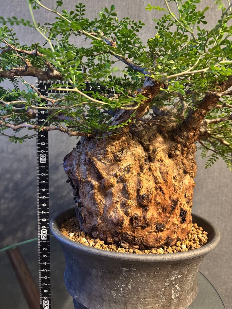 これが最後の値引 御神木 超特大 パキプス 現地株　発根済 三州みやび鉢 現地球