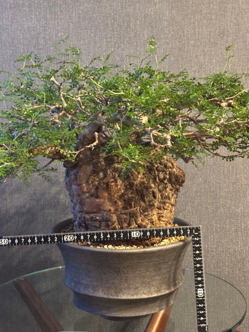 これが最後の値引 御神木 超特大 パキプス 現地株　発根済 三州みやび鉢 現地球