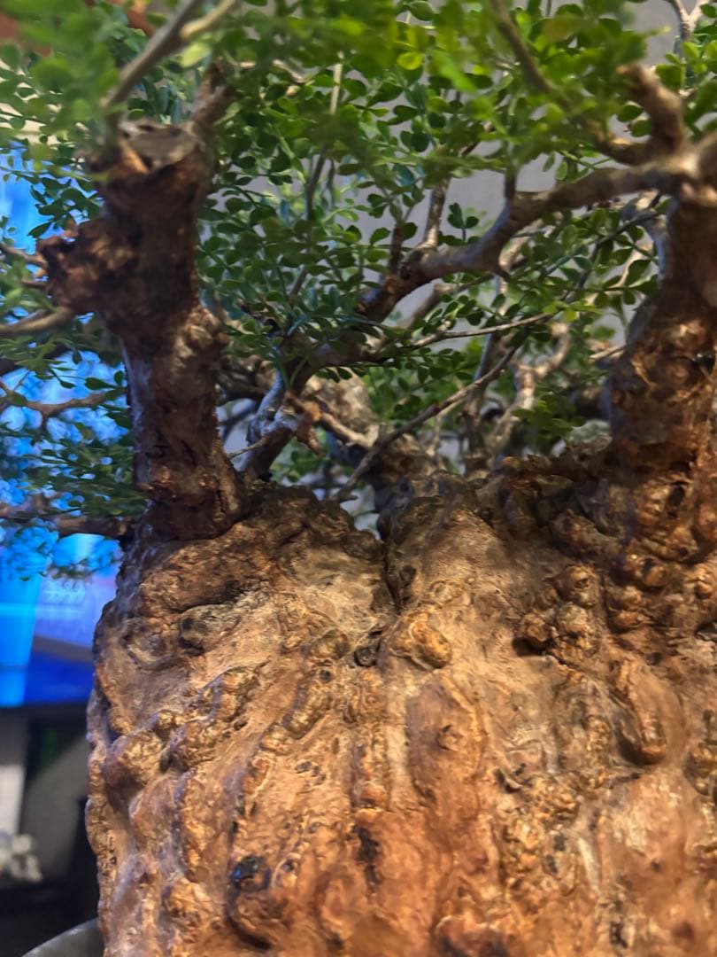 これが最後の値引 御神木 超特大 パキプス 現地株　発根済 三州みやび鉢 現地球