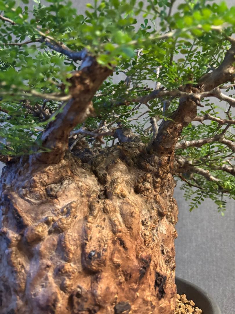 これが最後の値引 御神木 超特大 パキプス 現地株　発根済 三州みやび鉢 現地球