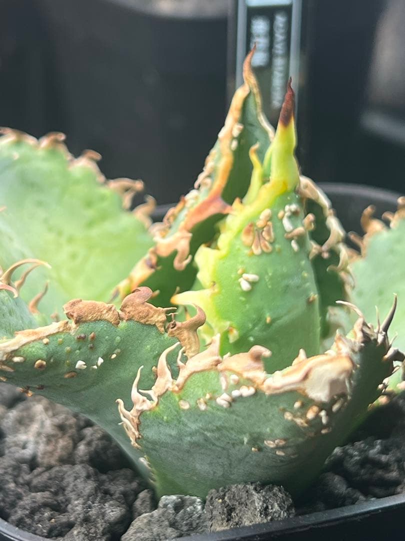 アガベチタノタ　台湾NO namestuds 麻花　麻花龍