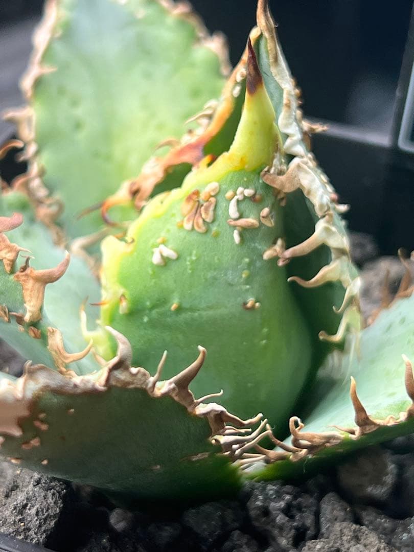 アガベチタノタ　台湾NO namestuds 麻花　麻花龍