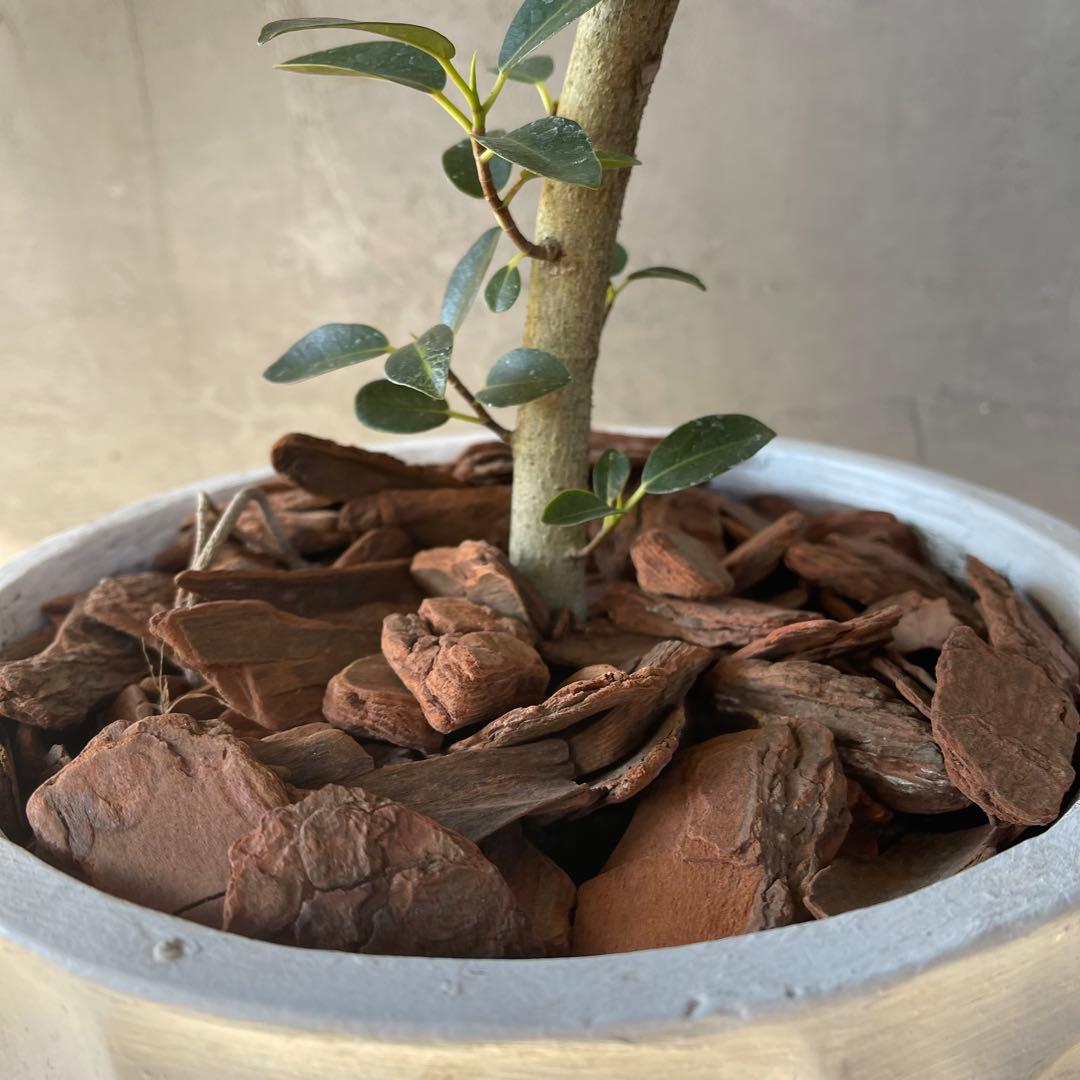 大型　フランスゴムの木　螺旋仕立て　陶器鉢　植え込み発送