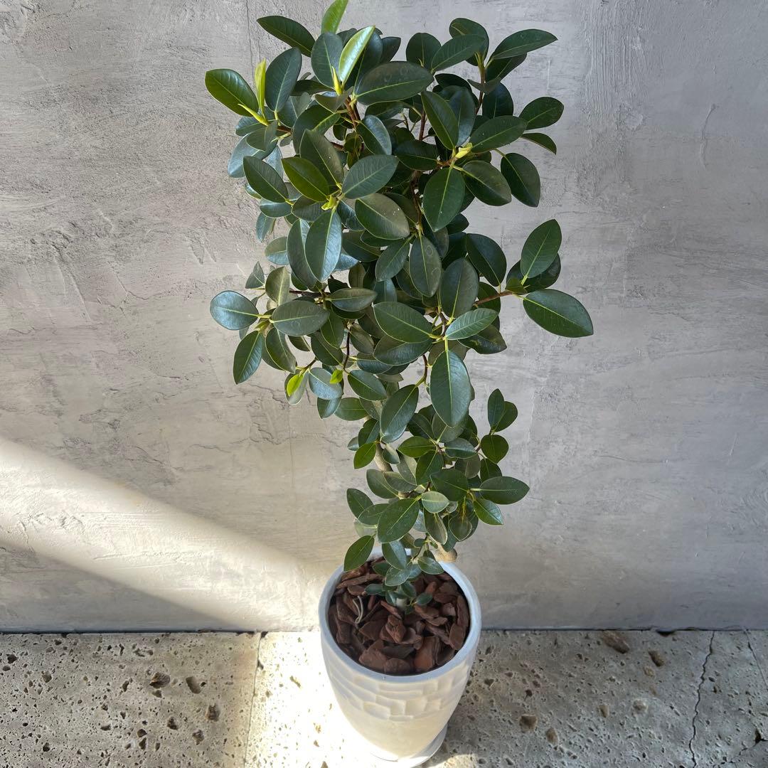 大型　フランスゴムの木　螺旋仕立て　陶器鉢　植え込み発送