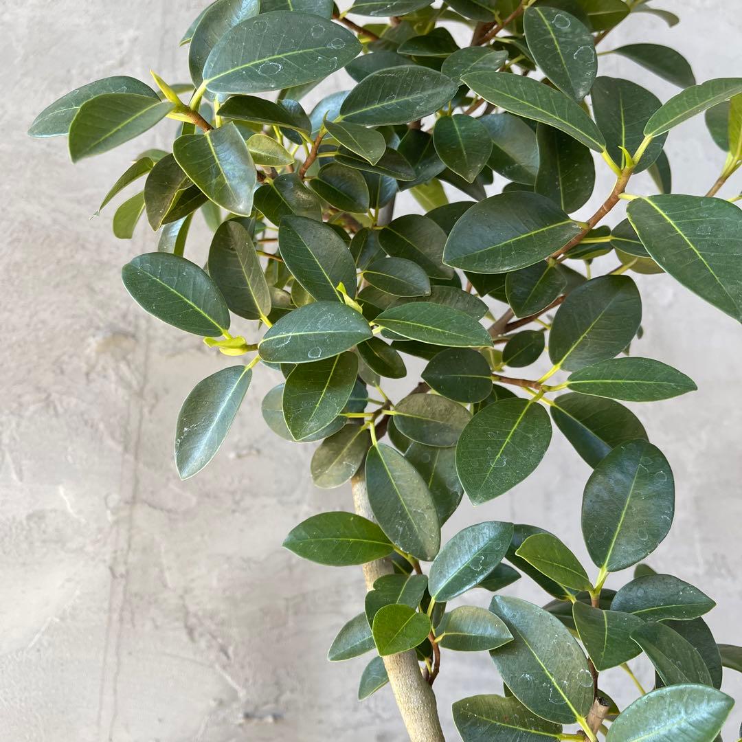 大型　フランスゴムの木　螺旋仕立て　陶器鉢　植え込み発送